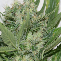 Resin Seeds Sour P Feminized