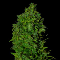 VIP Seeds VIP Dwarf Auto Feminized