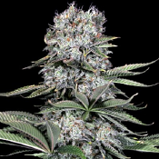 Runtz 13 - Feminized - G13 Labs
