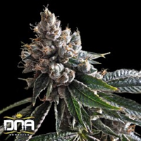 Golden Lemons – Feminized – DNA Genetics