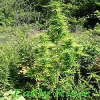 Sagarmatha Seeds Early Riser Regular
