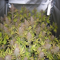 Dr Underground Seeds U-Pink Kush Feminized