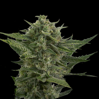 Blimburn Seeds Café Racer Feminized