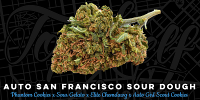 Top Shelf Elite Seeds Auto San Francisco Sour Dough Feminized