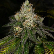 Z-Face - Regular - Archive Seeds