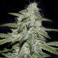 Genehtik Seeds Kritikal Bilbo CBD Feminized
