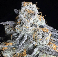 Big Head Seeds Crystal Gelato Feminized