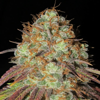 Ultra Genetics Seeds AK Confidential Regular