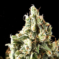 Pyramid Seeds Lennon Feminized