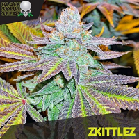 Black Skull Seeds Zkittlez Feminized