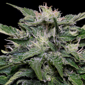 Don Blueberry Auto - Feminized - Don Avalanche Seeds