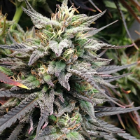 Resin Seeds Dieseltonic Feminized