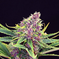 Kannabia Seeds Purple Kush Feminized