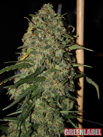 Green Label Seeds Easy Skunk Feminized