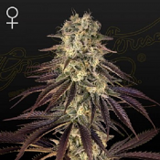 Kong’s Krush - Feminized - Green House Seed Co