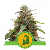 HulkBerry Auto - Feminized - Royal Queen Seeds