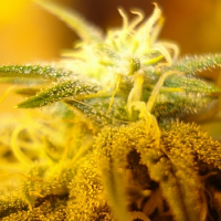 Swiss Cheese - Regular - Nirvana Seeds