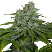 Seedmakers Seeds Automax Feminized