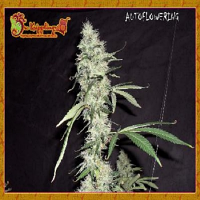 Dr Krippling Seeds Sonic Bloom Auto Feminized