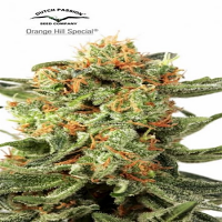 Dutch Passion Seeds Orange Hill Special Feminized