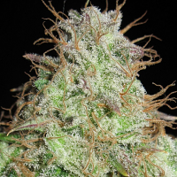 Ultra Genetics Seeds Cookie Balboa Regular