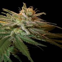 Kushberry - Feminized - DNA Genetics