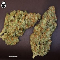 Rare Dankness Seeds Midas Regular