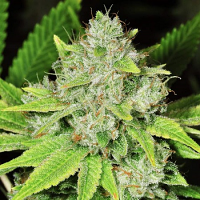 Original Glue – Feminized – Nirvana Seeds