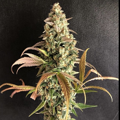 Sour Fusion - Feminized - Trichome Jungle Seeds
