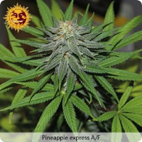 Barney's Farm Seeds Pineapple Express Auto Feminised