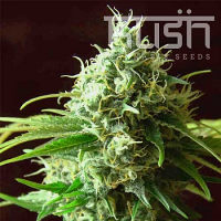 Kush Cannabis Seeds Cheese Kush Regular
