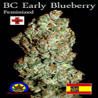Next Generation Seeds BC Early Blueberry Feminized