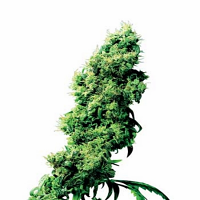 Four Way – Regular – Sensi Seeds