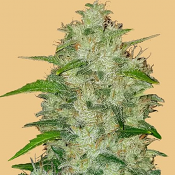 Original Auto Chemdawg - Feminized - Fast Buds