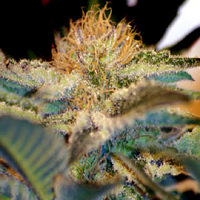 Sweet Seeds Moham Ram Feminized