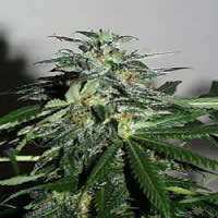 KC Brains Seeds Cyber Crystal Feminized