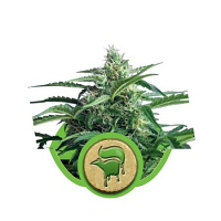 Sweet Skunk Automatic – Feminized – Royal Queen Seed
