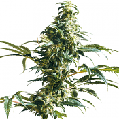 Mexican Sativa - Feminized - Sensi Seeds