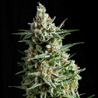 Pyramid Seeds Auto Anesthesia Feminized