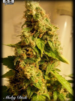Moby Dick - Feminized - BSB Genetics