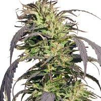 Spliff Seeds Gold Rush Outdoor Semi-Auto Feminised (Gold)