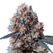 Nepal Jam x Kali China - Feminized - Ace Seeds