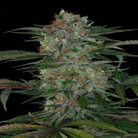 TGA Subcool Seeds Qush Regular