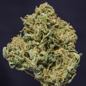 Creeper - Regular - Super Sativa Seed Club