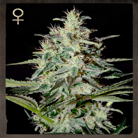Strain Hunters Seeds White Lemon Feminized