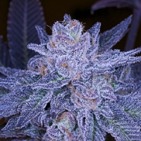 Archive Seeds Grimace OG Regular