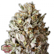 Diesel Drift - Feminized - Heavyweight Seeds