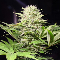 Paradise Seeds Wappa Feminised