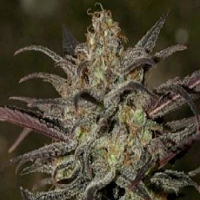 Next Generation Seeds Grapefruit Diesel Feminized