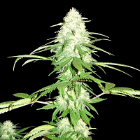 Sumo Seeds Green Mango Feminized